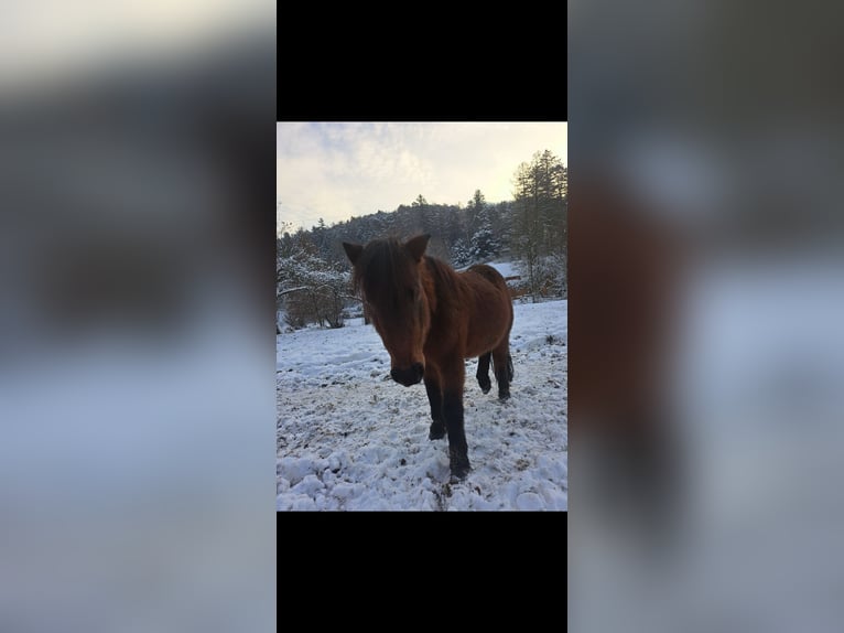 Inne kuce/małe konie Klacz 8 lat Kasztanowata in Krumbach