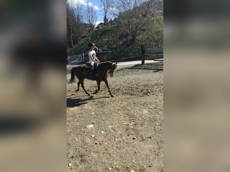 Inne kuce/małe konie Klacz 9 lat 125 cm Kasztanowata in St. Johann im Pongau