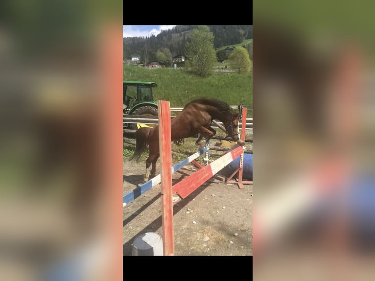 Inne kuce/małe konie Klacz 9 lat 125 cm Kasztanowata in St. Johann im Pongau