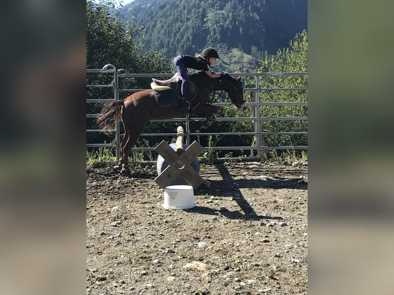 Inne kuce/małe konie Klacz 9 lat 125 cm Kasztanowata in St. Johann im Pongau