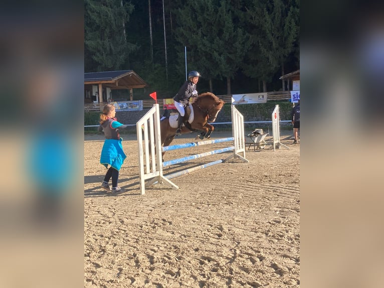 Inne kuce/małe konie Klacz 9 lat 125 cm Kasztanowata in St. Johann im Pongau