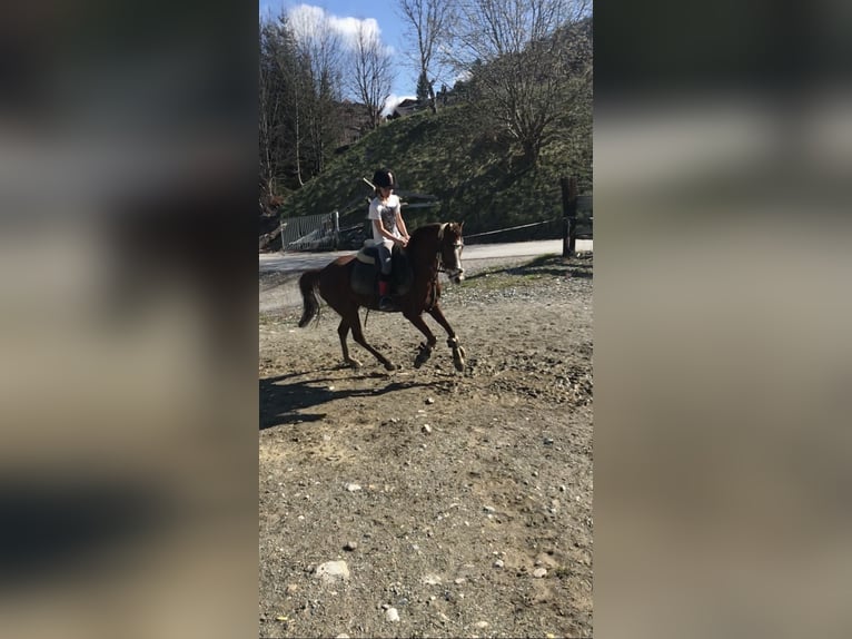 Inne kuce/małe konie Klacz 9 lat 125 cm Kasztanowata in St. Johann im Pongau