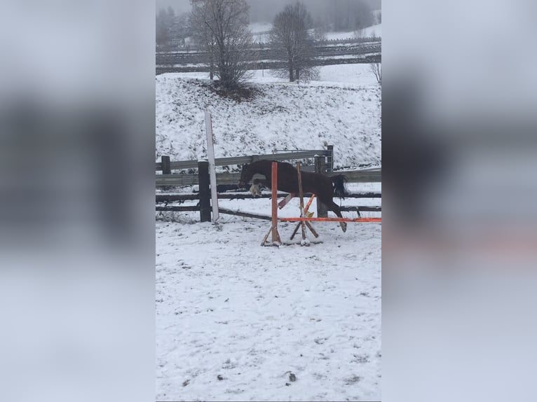 Inne kuce/małe konie Klacz 9 lat 125 cm Kasztanowata in St. Johann im Pongau