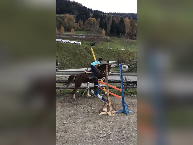 Inne kuce/małe konie Klacz 9 lat 125 cm Kasztanowata in St. Johann im Pongau