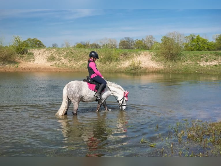 Inne kuce/małe konie Klacz 9 lat 125 cm Siwa in Czempiń