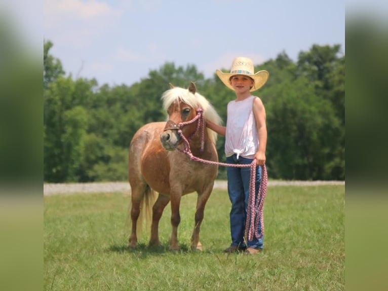 Inne kuce/małe konie Klacz 9 lat 89 cm in Carthage, TX