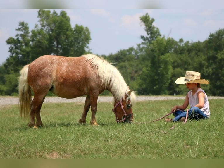 Inne kuce/małe konie Klacz 9 lat 89 cm in Carthage, TX