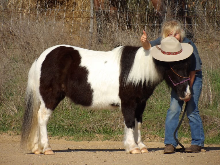 Inne kuce/małe konie Klacz 9 lat in Antlers, OK