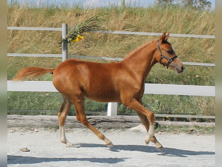 Inne kuce/małe konie Klacz Źrebak (03/2024) 139 cm Kasztanowata in Naila