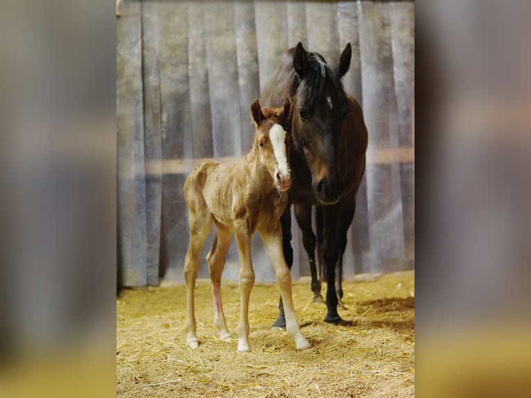 Inne kuce/małe konie Ogier 1 Rok 145 cm Kasztanowata in St. Erhard