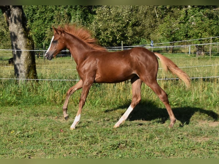 Inne kuce/małe konie Ogier 1 Rok in Muri AG