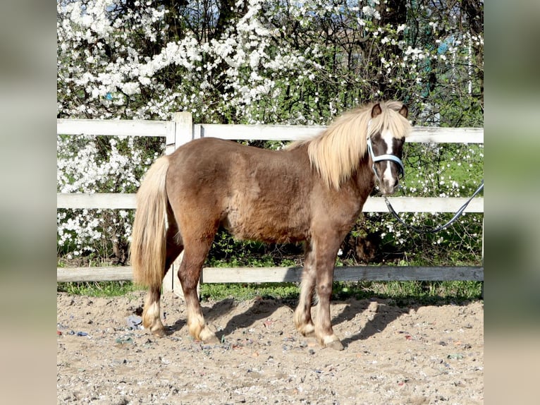 Inne kuce/małe konie Ogier 2 lat 120 cm Ciemnokasztanowata in Strzelin