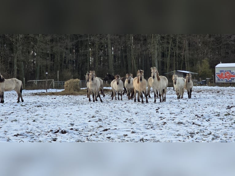 Inne kuce/małe konie Ogier 2 lat 140 cm Bułana in Liebenthal