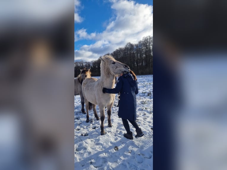 Inne kuce/małe konie Ogier 2 lat 140 cm Bułana in Liebenthal