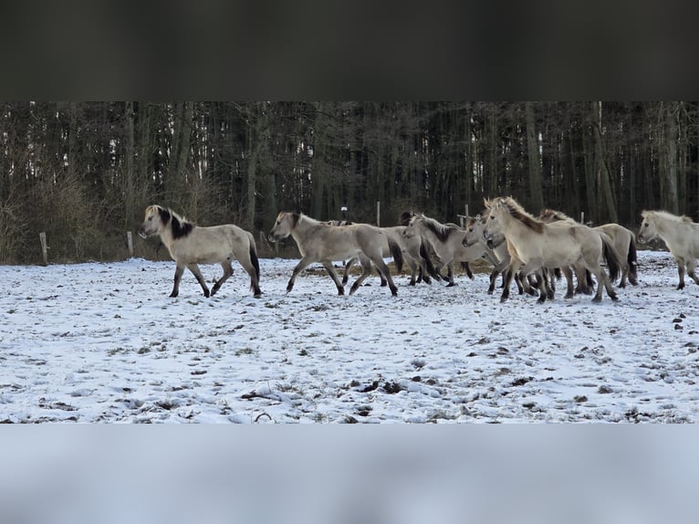 Inne kuce/małe konie Ogier 2 lat 140 cm Bułana in Liebenthal