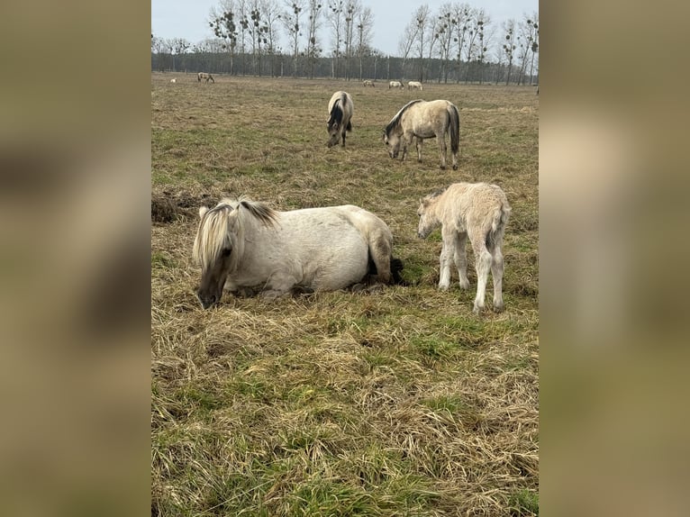 Inne kuce/małe konie Ogier 2 lat 140 cm Bułana in Liebenthal