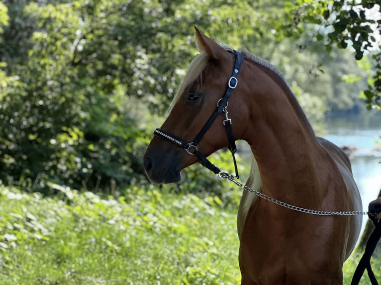 Inne kuce/małe konie Ogier 2 lat 148 cm Cisawa in Amstetten