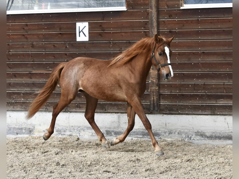 Inne kuce/małe konie Ogier 2 lat Kasztanowata in Muri AG