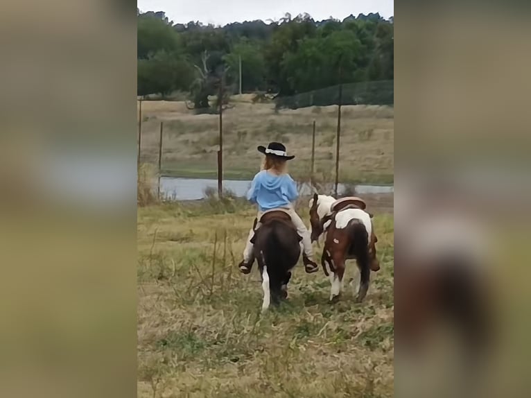 Inne kuce/małe konie Ogier 4 lat 86 cm Tobiano wszelkich maści in Mount Vernon Texas