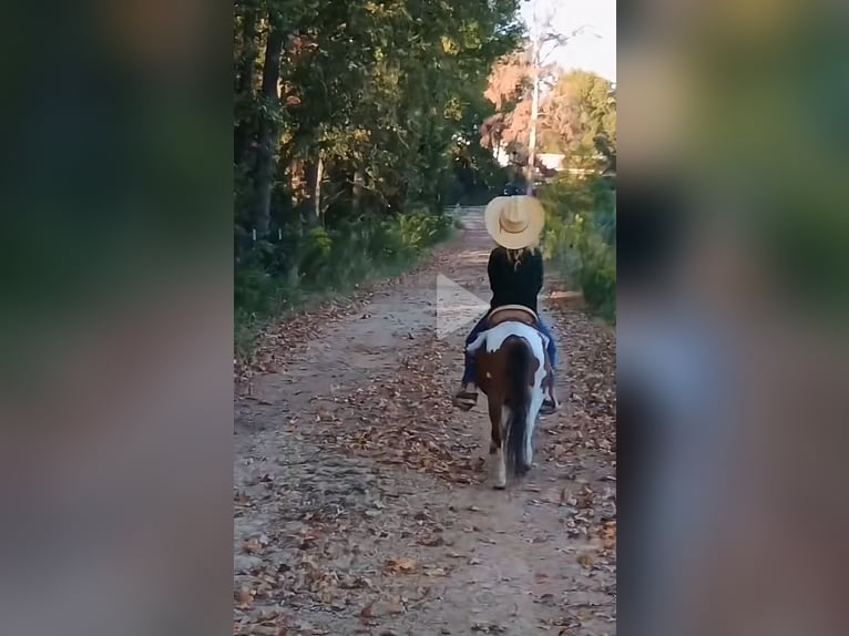 Inne kuce/małe konie Ogier 4 lat 86 cm Tobiano wszelkich maści in Mount Vernon Texas