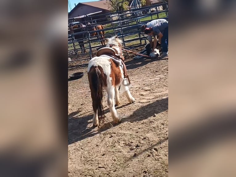 Inne kuce/małe konie Ogier 4 lat 86 cm Tobiano wszelkich maści in Mount Vernon Texas