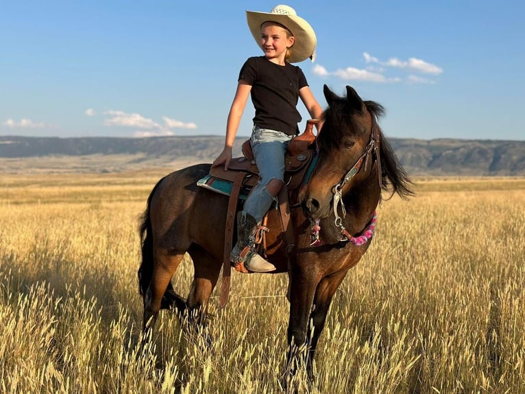 Inne kuce/małe konie Wałach 10 lat 122 cm Karodereszowata in Casper, WY