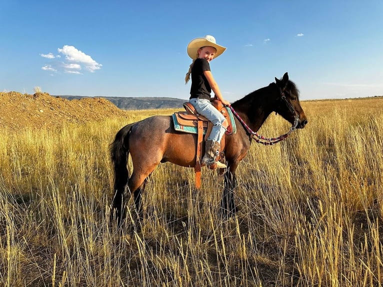 Inne kuce/małe konie Wałach 10 lat 122 cm Karodereszowata in Casper, WY