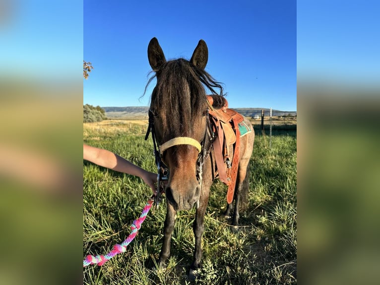 Inne kuce/małe konie Wałach 10 lat 122 cm Karodereszowata in Casper, WY