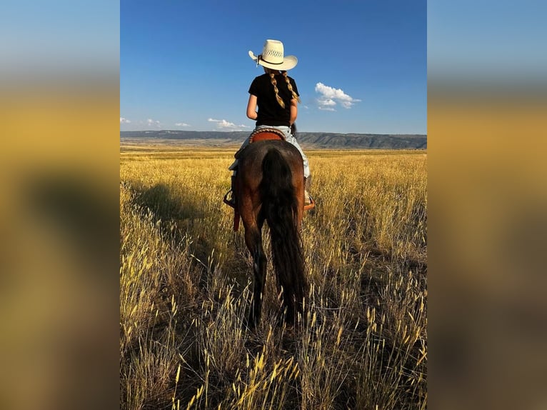 Inne kuce/małe konie Wałach 10 lat 122 cm Karodereszowata in Casper, WY