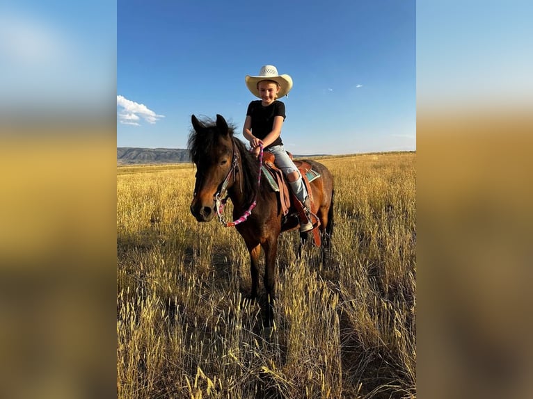 Inne kuce/małe konie Wałach 10 lat 122 cm Karodereszowata in Casper, WY