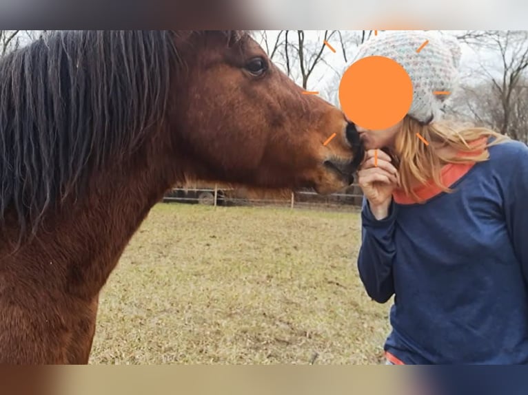 Inne kuce/małe konie Wałach 10 lat 128 cm Gniada in Götzendorf an der Leitha