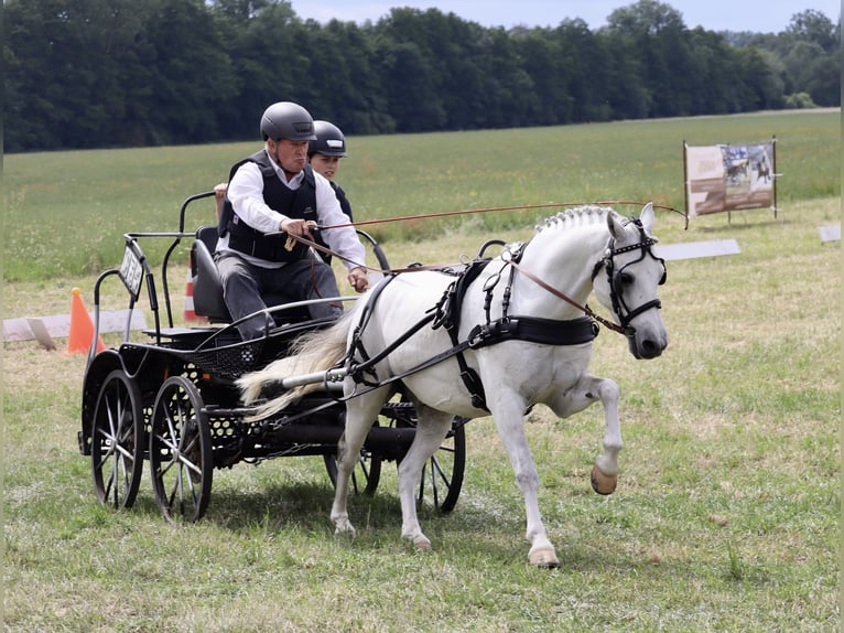 Inne kuce/małe konie Mix Wałach 10 lat 130 cm Siwa in Muchow