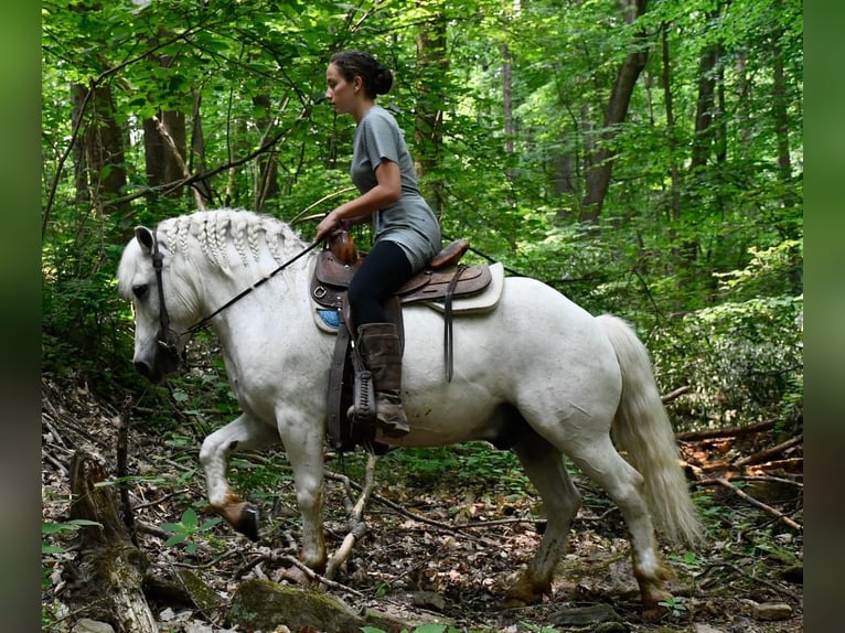 Inne kuce/małe konie Wałach 10 lat Biała in Strasburg, OH