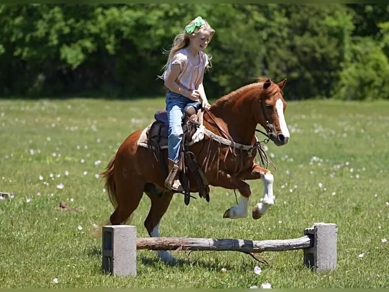 Inne kuce/małe konie Wałach 10 lat Cisawa in Weatherford, TX