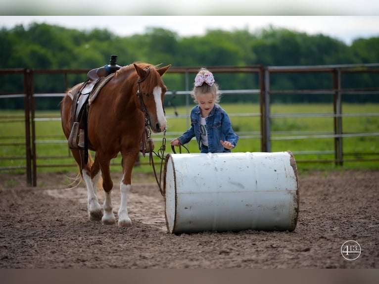 Inne kuce/małe konie Wałach 10 lat Cisawa in Weatherford, TX