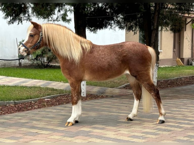 Inne kuce/małe konie Wałach 11 lat 120 cm Kasztanowata in Rechnitz