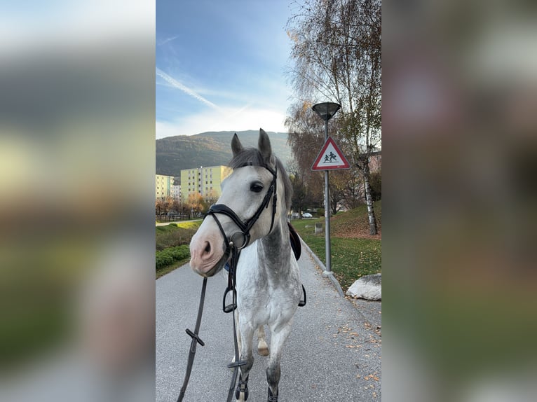 Inne kuce/małe konie Wałach 11 lat 155 cm Siwa jabłkowita in Sion