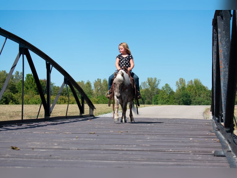 Inne kuce/małe konie Wałach 11 lat 97 cm in Henderson