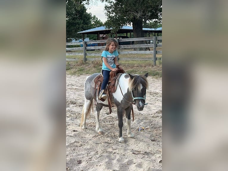 Inne kuce/małe konie Wałach 12 lat 117 cm in Elkhart, TX