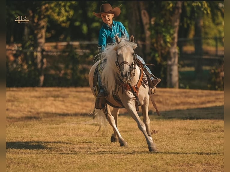 Inne kuce/małe konie Wałach 12 lat 132 cm Izabelowata in Weatherford, TX