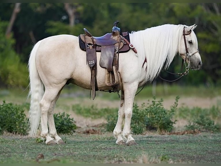 Inne kuce/małe konie Wałach 12 lat 132 cm Izabelowata in Weatherford, TX