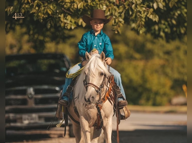 Inne kuce/małe konie Wałach 12 lat 132 cm Izabelowata in Weatherford, TX