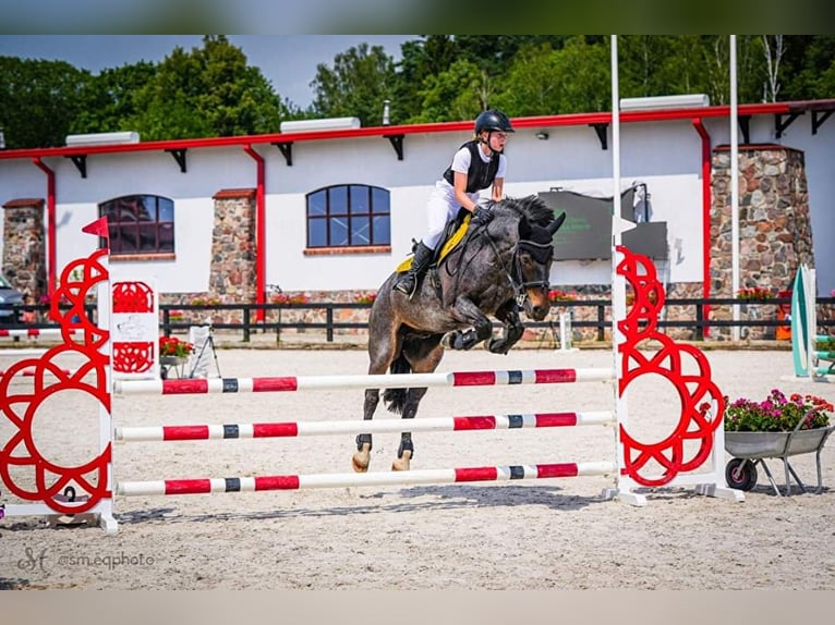 Inne kuce/małe konie Wałach 12 lat 148 cm Siwa in Teodorów