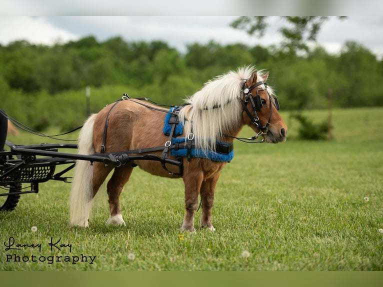 Inne kuce/małe konie Wałach 12 lat 81 cm Izabelowata in Mount Vernon, MO