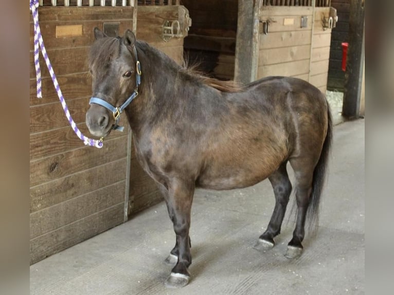 Inne kuce/małe konie Wałach 13 lat 102 cm Gniada in Allentown, NJ