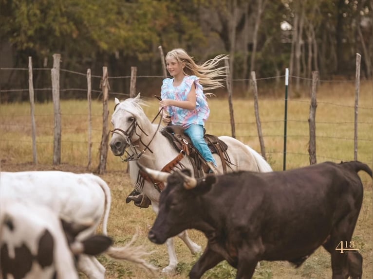 Inne kuce/małe konie Wałach 13 lat 132 cm Izabelowata in Weatherford, TX