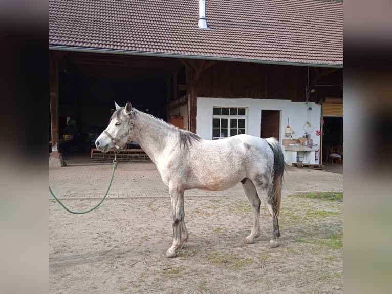 Inne kuce/małe konie Mix Wałach 13 lat 140 cm Siwa in Gengenbach