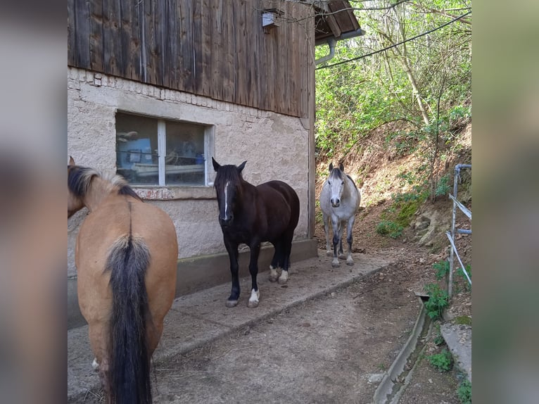 Inne kuce/małe konie Mix Wałach 13 lat 140 cm Siwa in Gengenbach