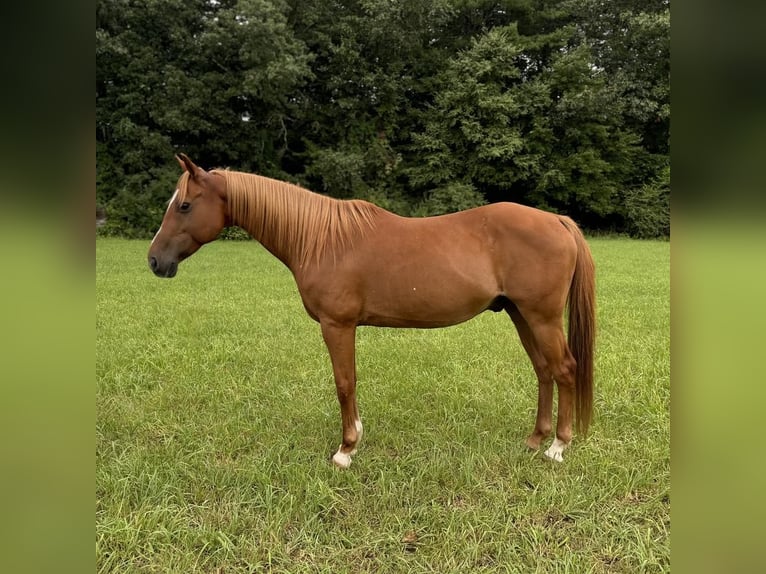 Inne kuce/małe konie Wałach 13 lat 147 cm Ciemnokasztanowata in Granby, CT