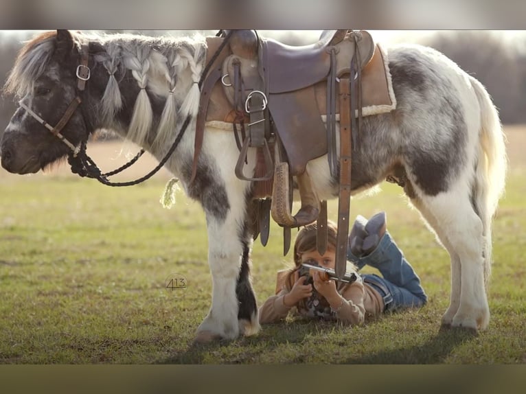 Inne kuce/małe konie Wałach 13 lat 91 cm in Weatherford, TX